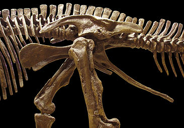 Pelve de edmontossauro, mostrando estrutura ornitísquia (lado esquerdo)