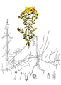 Illustration aus American Medicinal Plants