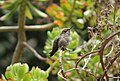 Juvenile Anna's Hummingbird, San Francisco, CA
