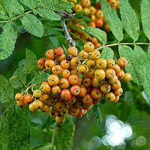 Fruits of a European rowan (Sorbus aucuparia)
