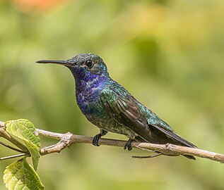 Sapphire-throated hummingbird Lepidopyga coeruleogularis ♂ Panama