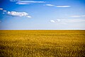 Zdroj ukrajinské vlajky (nebe a pšeničné pole)