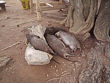 4 gros rat morts près d'un sac de toile