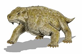 سكوتوصور (بركلوفونيات)