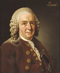 Carl von Linné, Alexander Roslin, 1775. Cochaslys jeh çhaglym Cashtal Gripsholm.
