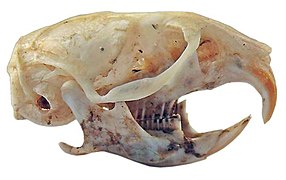 Cráneo de Microtus arvalis asturianus, norma lateral.