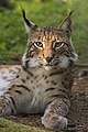 Lynx lynx (o felis)