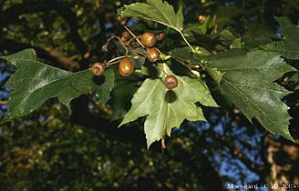 Sorbus torminalis (Fruits and leaves)
