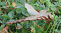 Gwas neidr brown - Aeshna grandis