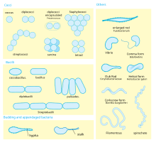 a diagram showing bacteria morphology