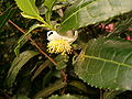 Flor de la planta de té (Camellia sinensis)