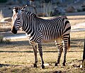 Vuoriseepra (Equus zebra)