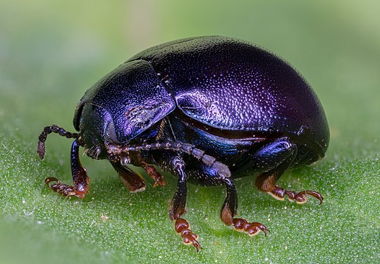 Beetle (Chrysolina sturmi), Hartelholz, Munich, Germany.