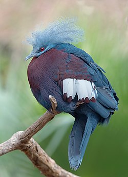 Southern Crowned Pigeon