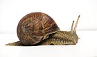 snail in shell facing right