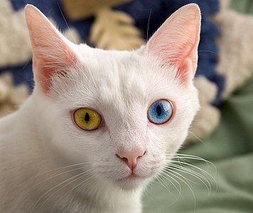 Gözlerinden biri sarı diğeri mavi olan tam heterokromiye sahip beyaz bir kedi