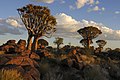 22. Aloéfák (Aloë dichotoma – ágas törzsű aloé) napnyugtakor a róluk elnevezett Quiver Tree Forestben (Kokerboomwoud vagy Köcherbaumwald), Keetmanshoop városához közel (Karas régió, Dél-Namíbia) (javítás)/(csere)
