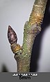 セイヨウスモモ（バラ科）の芽鱗痕