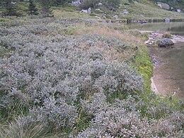 Laplandinis karklas (Salix lapponum)