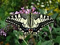 10. Fecskefarkú lepke (Papilio machaon) egy nyári orgonán (Buddleja davidii) (javítás)/(csere)