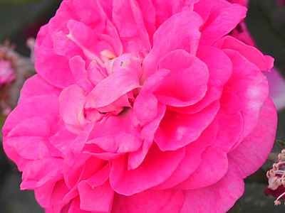 red-white-Pink flower