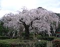 Pokok sakura "Mengangis" di Maruyama Park, Kyoto
