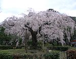 Sakura i Maruyama Park, Kyoto