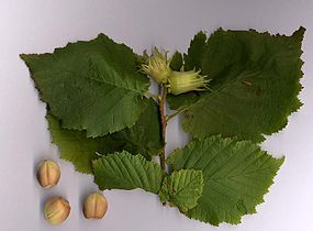 common hazel (Corylus avellana) - leaves and nuts