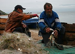 Bajkalski ribari love oko 15 komercijalnih vrsta riba od kojih je najprisutniji endemski omul.