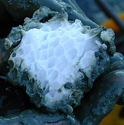 Bilde som viser en hånd som holder opp en substans som ligner is.