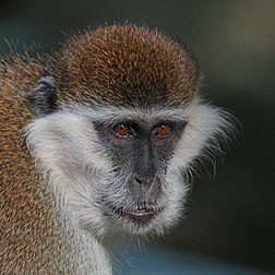 Macaco-verde-africano (Chlorocebus aethiops), parque Amora Gedel, Awasa, Etiópia (definição 3 783 × 3 783)