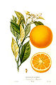 Ilustracija naranče, Paris Henri Plon, 1872.