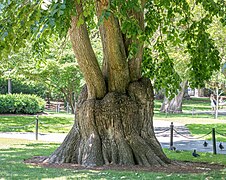 Wych elm growing out of itself (10577)2.jpg