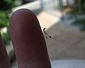 Larva belalang sentadu, sekitar 4mm panjangnya (Israel)