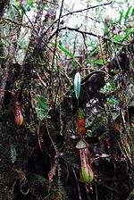 An epiphytic plant from Mount Masay