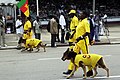 Guard dogs in Cameroon