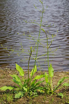 plantagalismo (Alisma plantago-aquatica)