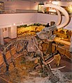 Okostje kolumbijskega mamuta (Mammuthus columbi)