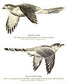 Chim cu Hierococcyx varius giả dạng loài chim ó Accipiter badius