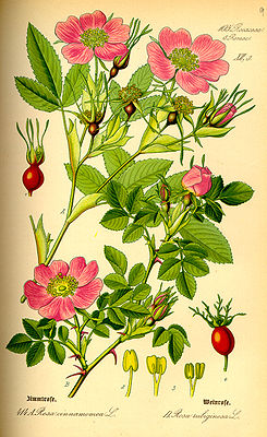 (Rosa cinnamomea an R. rubiginosa)
