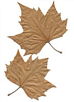 Twee bladeren met bruinige herfstkleur