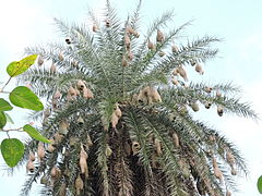 Nests hanging from palm (Phoenix sp.) fronds