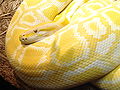 Albino Burmese python, Python molurus bivittatus