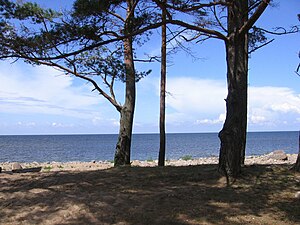 Bałtyk nad Zatoką Ryską w Estonii
