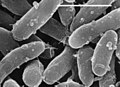 Bakterie - Gemmatimonas aurantiaca (- = 1 mikrométer)