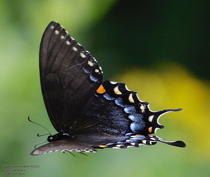 File:Papilio glaucus black morph in flight 321395340.jpg