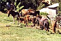 Timor-Ponys in Maubisse im Hochland