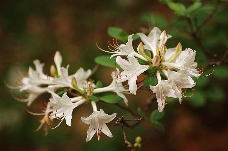 File:Rhododendron Cultivar White Dark 3008px-edit.jpg