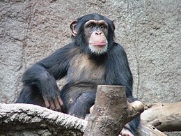 Közönséges csimpánz