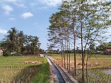Tanaman Pohon Kembang Turi Yg Tumbuh Subur Di Karangtanjung Alian Kebumen